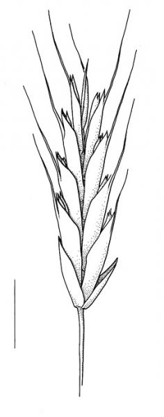 Bromus arvensis, spikelet
