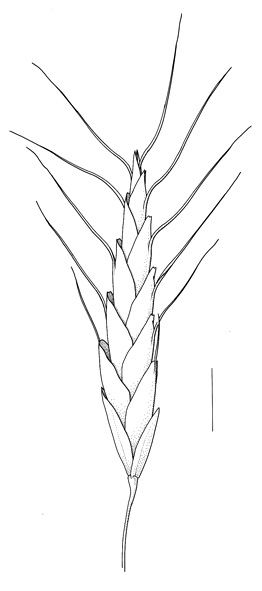 Bromus japonicus, spikelet