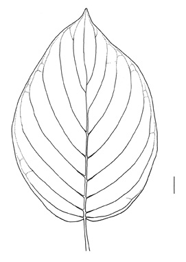 Cornus sericea by Sven Bellanger 