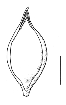 Echinochloa muricata, lemma - Drawing S.Bellanger