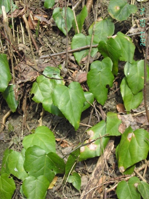 Hedera colchica, Zonnebeke, talus slope of former railway track, March 2011, F. Verloove