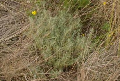  Helichrysum italicum, Adinkerke (De Panne), nature reserve Westhoek, coastal dunes, 2009, M. Leten