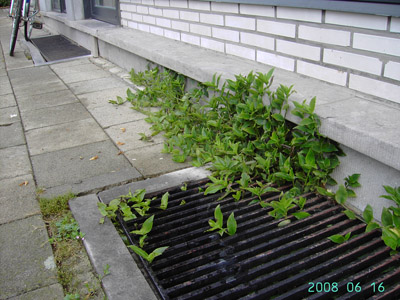 Tradescantia fluminensis, Antwerpen-Linkeroever, pavement weed in urban area, June 2008-2009, F. Verloove 