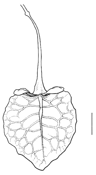 Rumex pseudonatronatus, valve