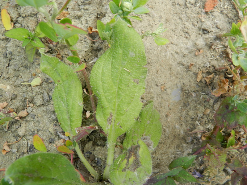 Echium plantagineum, Grobbendonk, canal bank, July 2013, R. Barendse
