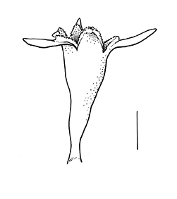 Anacyclus clavatus, tubular flower - Drawing S.Bellanger
